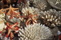 White coral sea stars and other marine life