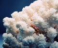 White Coral sea texture studio quality