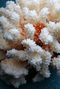 White Coral sea texture studio quality