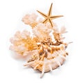 White coral and starfish Royalty Free Stock Photo