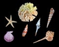 White coral, starfish, and seashells on black Royalty Free Stock Photo
