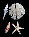 White coral, starfish, and seashells on black Royalty Free Stock Photo