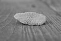 White coral on textured wood