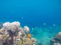 White coral on tropical sea bottom. Blue sea water and coral reef. Royalty Free Stock Photo