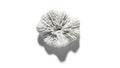 A white coral on a white background (ai generated) Royalty Free Stock Photo