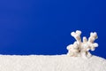 White coral on white sand with ultramarine background Royalty Free Stock Photo