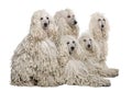 White Corded standard Poodle