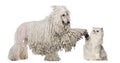 White Corded Standard Poodle