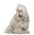 White Corded standard Poodle sitting