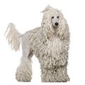 White Corded standard Poodle standing Royalty Free Stock Photo