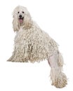 White Corded standard Poodle standing Royalty Free Stock Photo