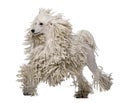 White Corded standard Poodle walking Royalty Free Stock Photo