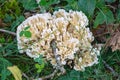 White Corel Mushrooms Growing on the Forest Floor Royalty Free Stock Photo