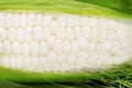 White Corn Royalty Free Stock Photo