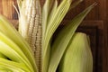 White Corn Cob Closeup Royalty Free Stock Photo