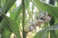 White corn cobs contaminated by Huitlacoche mushroom Royalty Free Stock Photo