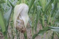 White corn cobs contaminated by Huitlacoche mushroom Royalty Free Stock Photo