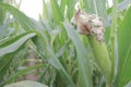White corn cobs contaminated by Huitlacoche mushroom Royalty Free Stock Photo