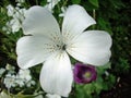 White corncockle flower