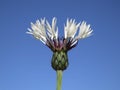 White cornflower against a clear blue sky Royalty Free Stock Photo