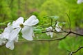 White Cornus florida rubra tree also known as white flowering dogwood tree Royalty Free Stock Photo