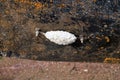 Oxidized white anode on a black and rusted iron ship hull