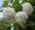 White corymbs of Viburnum, Boule de Neige, snowball tree Royalty Free Stock Photo