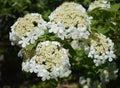 White corymbs of Viburnum, snowball tree Royalty Free Stock Photo