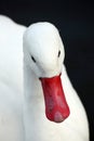 White Coscoroba Swan