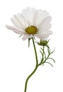 White cosmea (cosmos) Royalty Free Stock Photo