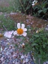 White cosmea flower with yellow centre closup view