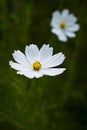 White cosmea flowers close-up picture Royalty Free Stock Photo