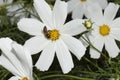 White Cosmeya large flower, the bee collects pollen. Blurred background.