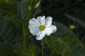 White cosmo flower in a garden Royalty Free Stock Photo