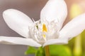 White cosmo flower in the garden