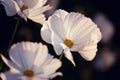 White cosmos Royalty Free Stock Photo