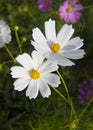 White Cosmos Royalty Free Stock Photo
