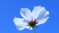 White Cosmos Bipinnatus flower in a low angle shot on background of azure sky Royalty Free Stock Photo