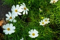 White Cosmos bipinnatus flowers blooming among green leaves back Royalty Free Stock Photo