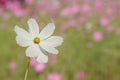 White Cosmos bipinnatus Flowers with Blurred Landscape Background Royalty Free Stock Photo