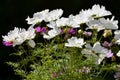 White cosmos bipinnatus flowers Royalty Free Stock Photo