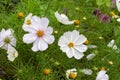 White Cosmos bipinnatus flowers in nature. Flower decorative garden Royalty Free Stock Photo