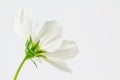 White cosmos close up Royalty Free Stock Photo