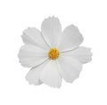 White cosmos flower