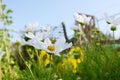 White cosmos flower, Dwarf Sensation