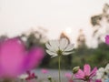 White cosmos flower in the garden with sunset time Royalty Free Stock Photo