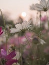 White cosmos flower in the garden with sunset time Royalty Free Stock Photo