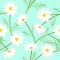 White Cosmos Flower on Green Mint Background. Vector Illustration