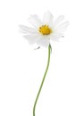White Cosmos flower isolated on white background. Garden Cosmos Royalty Free Stock Photo
