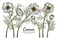 White Cosmos flower and leaf drawing illustration with line art on white backgrounds